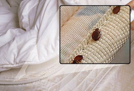 Bedbugs on an old mattress