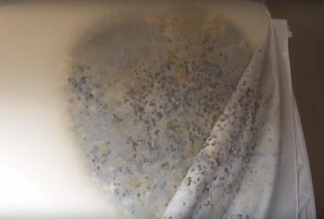 Mold and bacteria on an old mattress