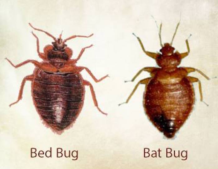 Bat bugs look like bed bugs