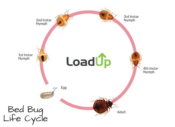 Life cycle of a bed bug