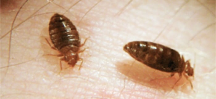 bed bugs skin