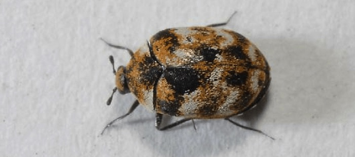 Carpet beetles look like bed bugs