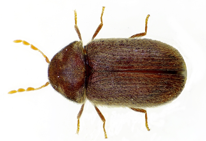 Drugstore beetles, or tobacco beetles, look similar to bed bugs.