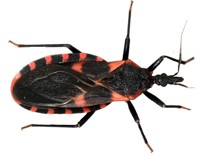 Kissing beetles look like bed bugs.