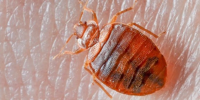 what bed bugs look like & bed bug causes