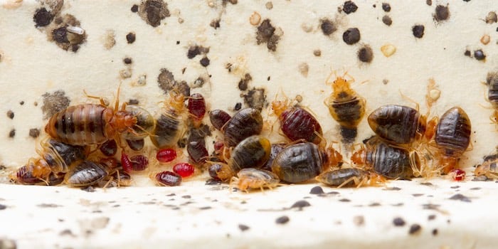 Carpet Beetle vs. Bed Bug: What's the Difference?