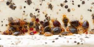 what bed bugs look like