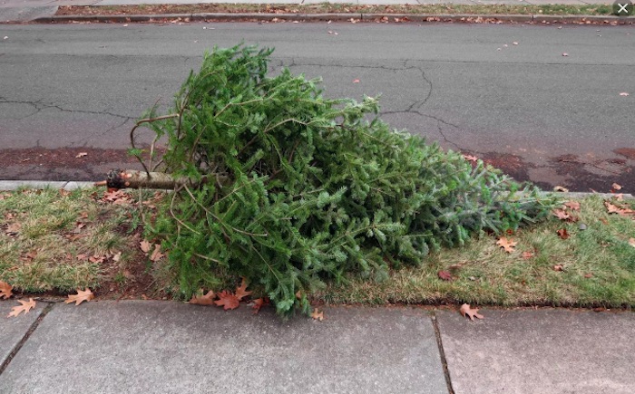 free christmas tree pick up, removal, disposal haul away
