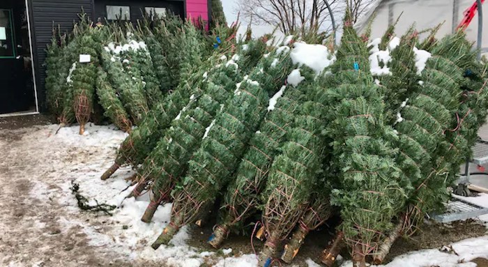 free christmas tree removal pick up haul away