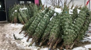 free christmas tree removal pick up haul away
