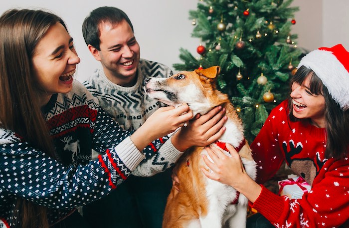 pet friendly christmas decorations