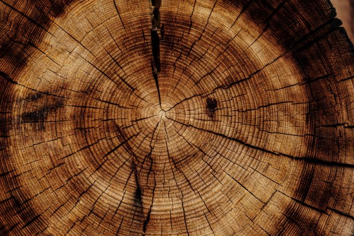 Tree rings reveal information of age and health over a long period of time