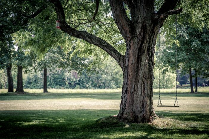Find information about trees and their benefits