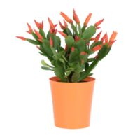 We can help get rid of unwanted houseplants.