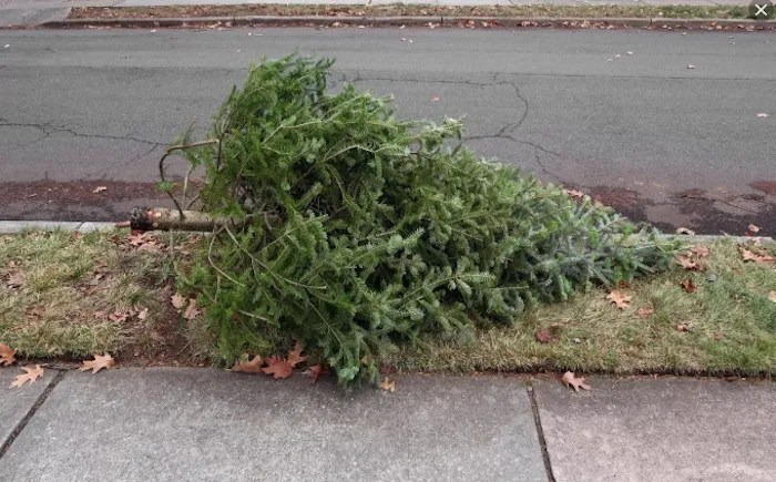 Christmas tree sitting on the curb ready for pick up