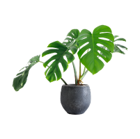Local houseplant removal and disposal services near me 