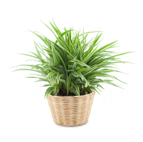 Affordable potted houseplant removal services